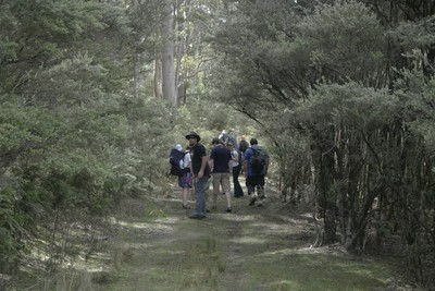 Guided Rainforest Walk