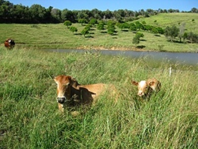 Branell Homestead Bed and Breakfast
