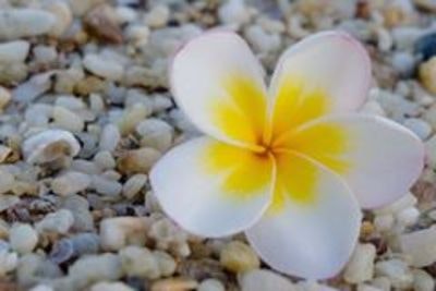 Tides Boutique Samui Resort & Spa