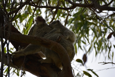 Magnetic Island Bed and Breakfast