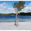 Fraser Island Property Sales Management and Accommodation
