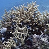 Nukubati Great Sea Reef