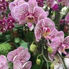 The Fiji Orchid