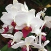 The Fiji Orchid