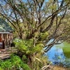 Magic Cottages at Takou River