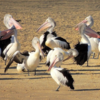 Pelican Sands Scamander -