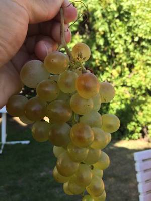 GARDEN SUITE Standard