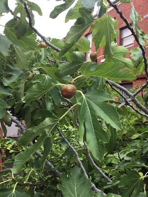 GARDEN SUITE Standard