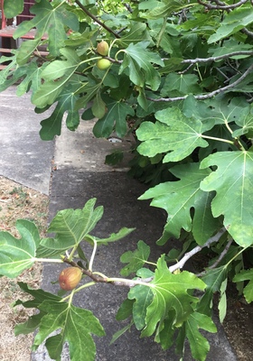 QUEEN SUITE Standard