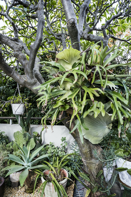 Garden Suite Book Direct