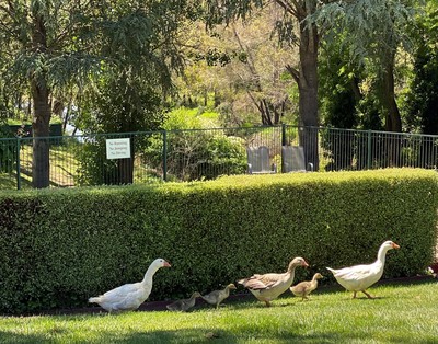 (b) Twin - Courtyard