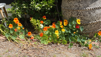 Garden View Cottage 1 Standard